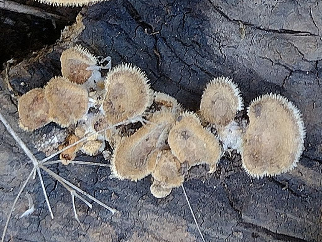 fungo