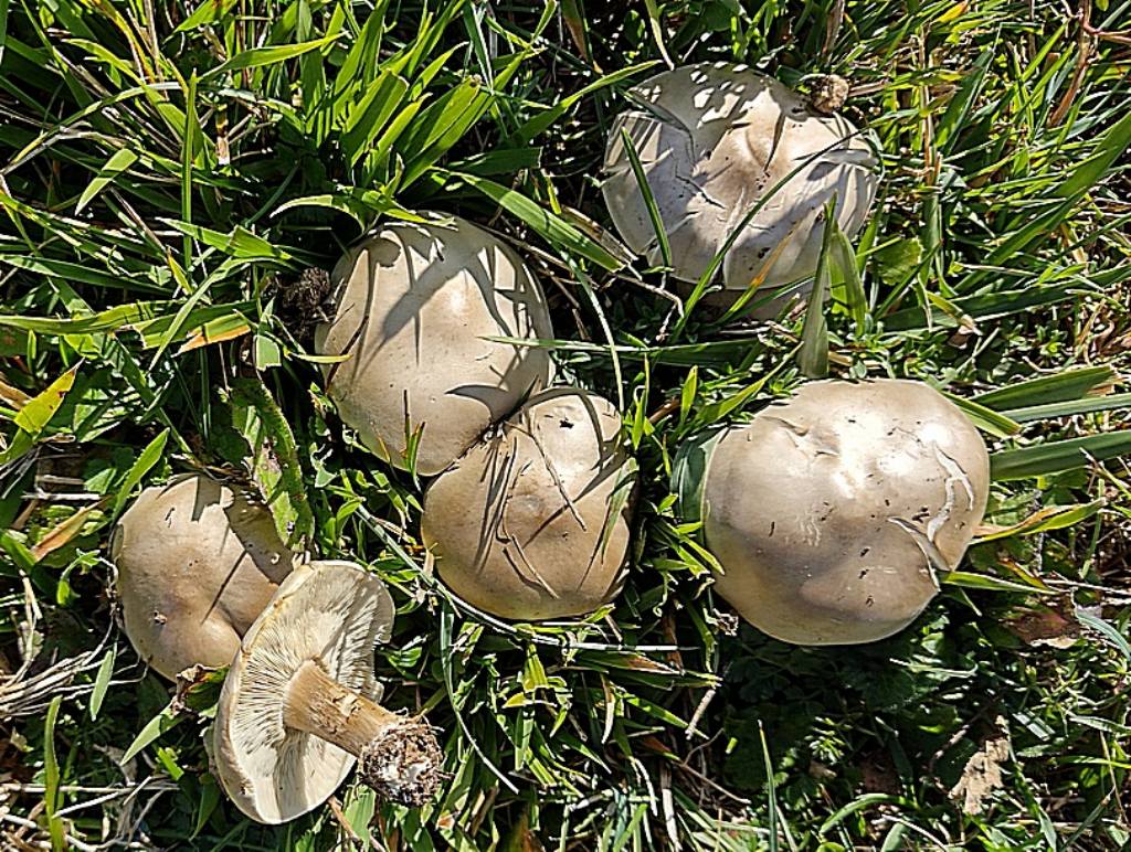 determinazione nome del fungo