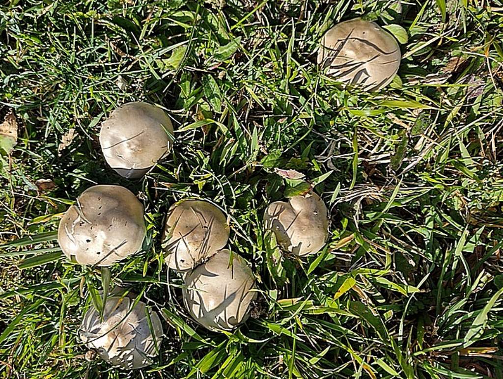 determinazione nome del fungo