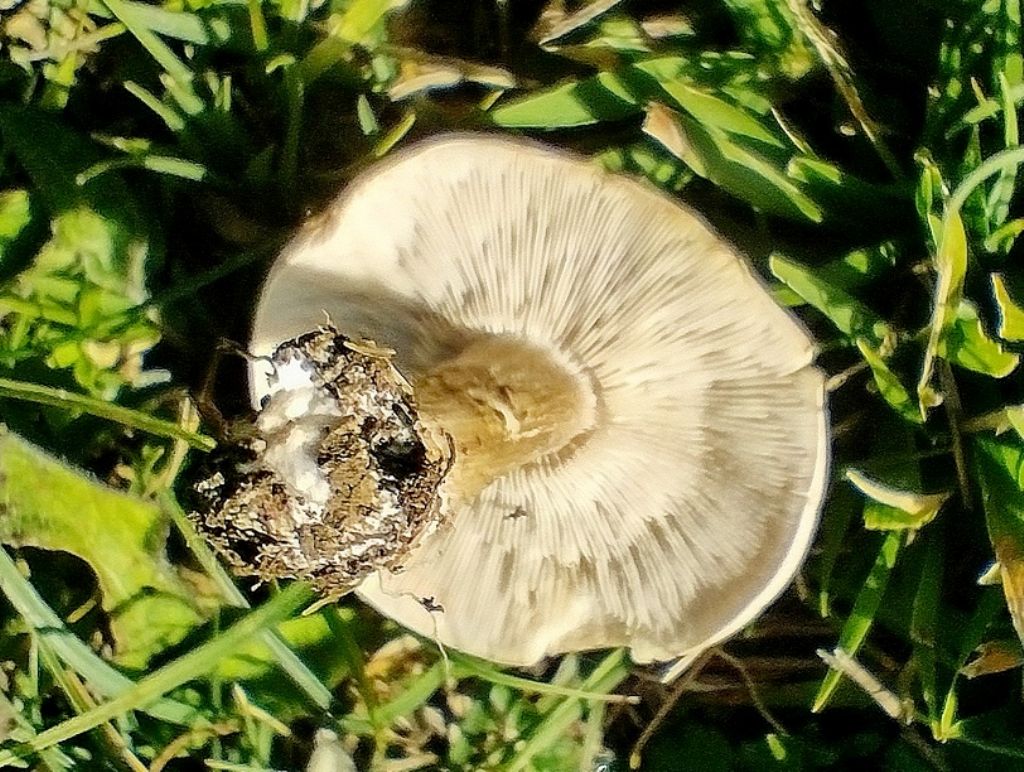 determinazione nome del fungo