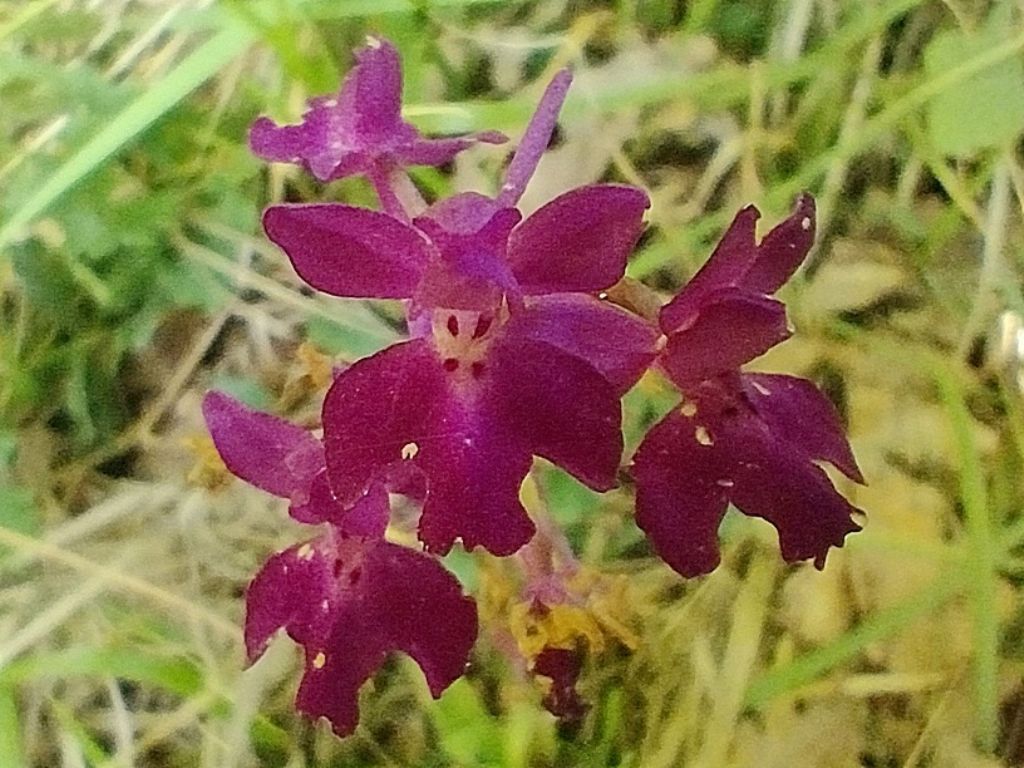 identificazione orchidea