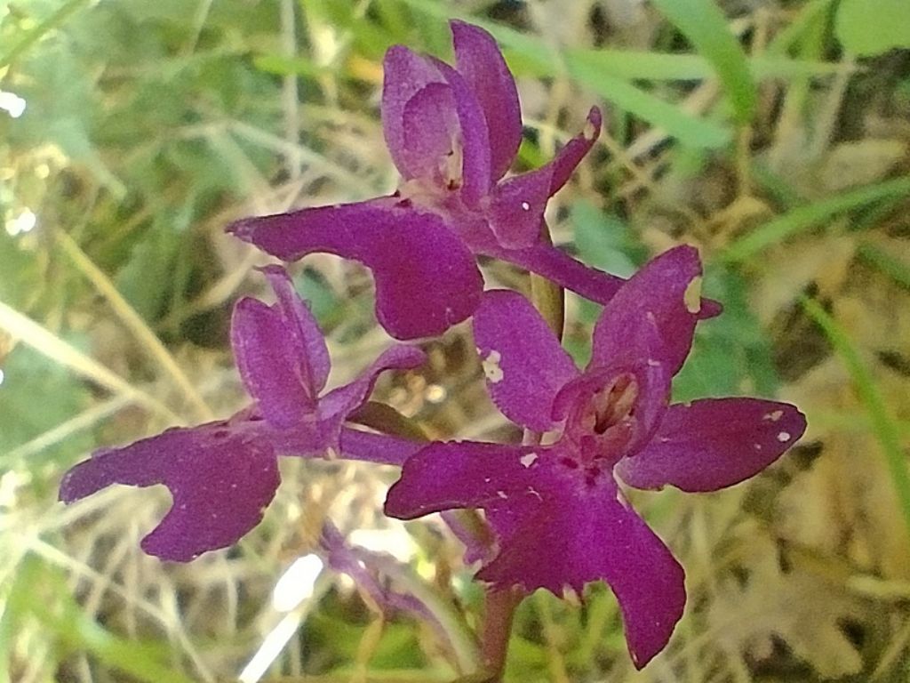 identificazione orchidea