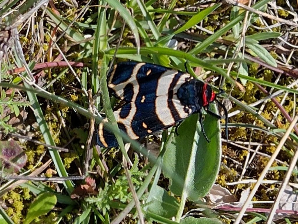 Arctia festiva ( Hufnagel , 1766 )