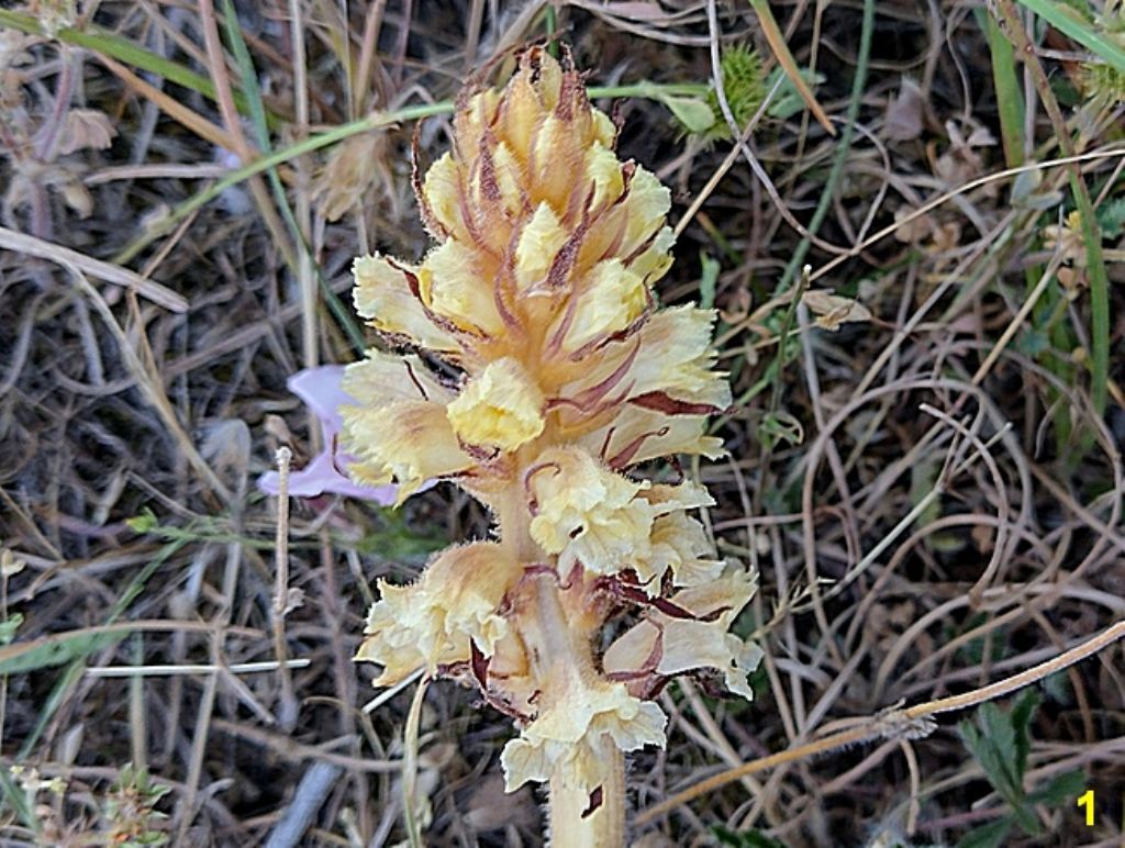 specie d''una orobanche