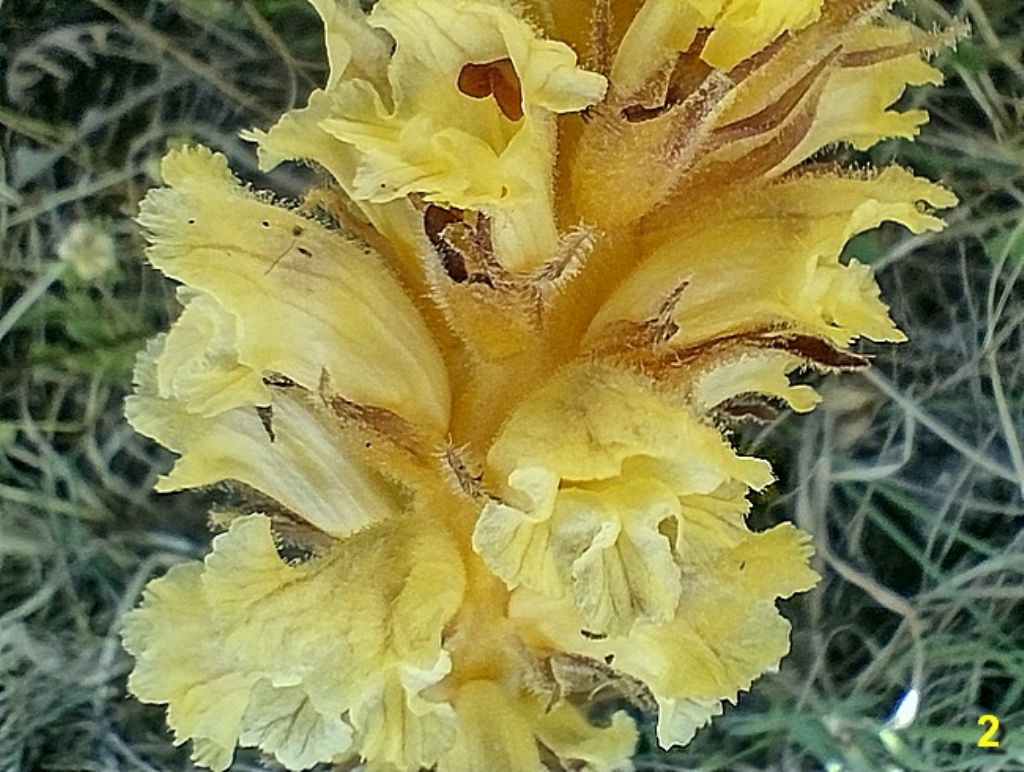 specie d''una orobanche