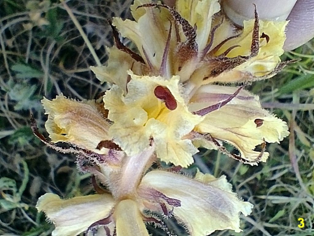 specie d''una orobanche