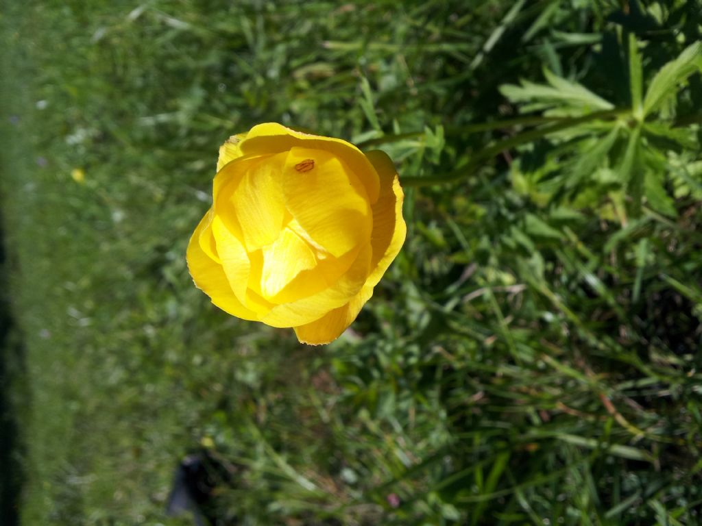 Trollius europaeus