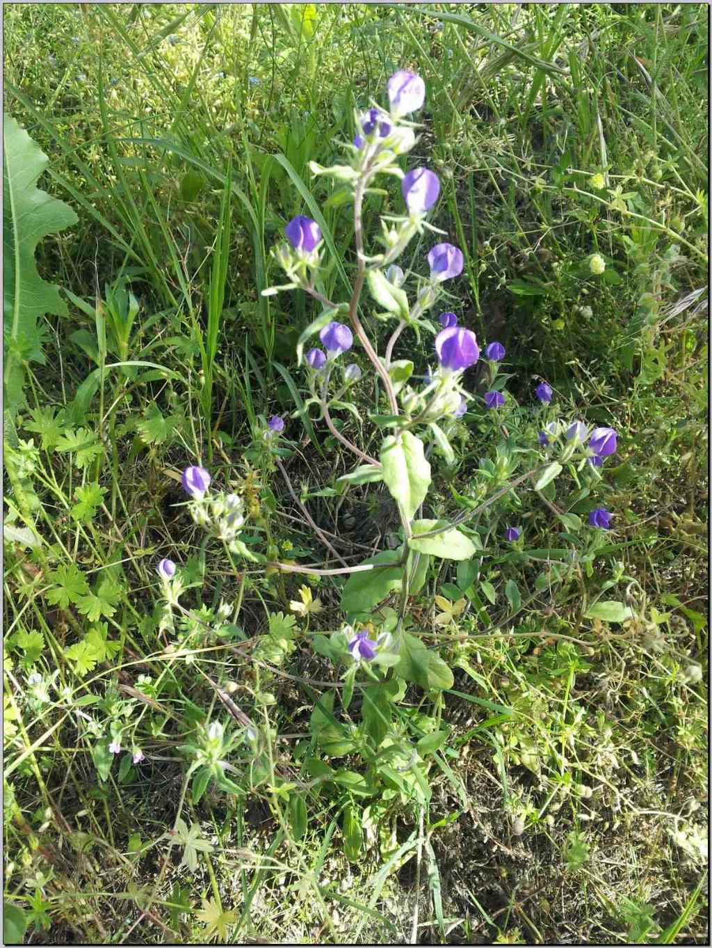 Legousia speculum-veneris
