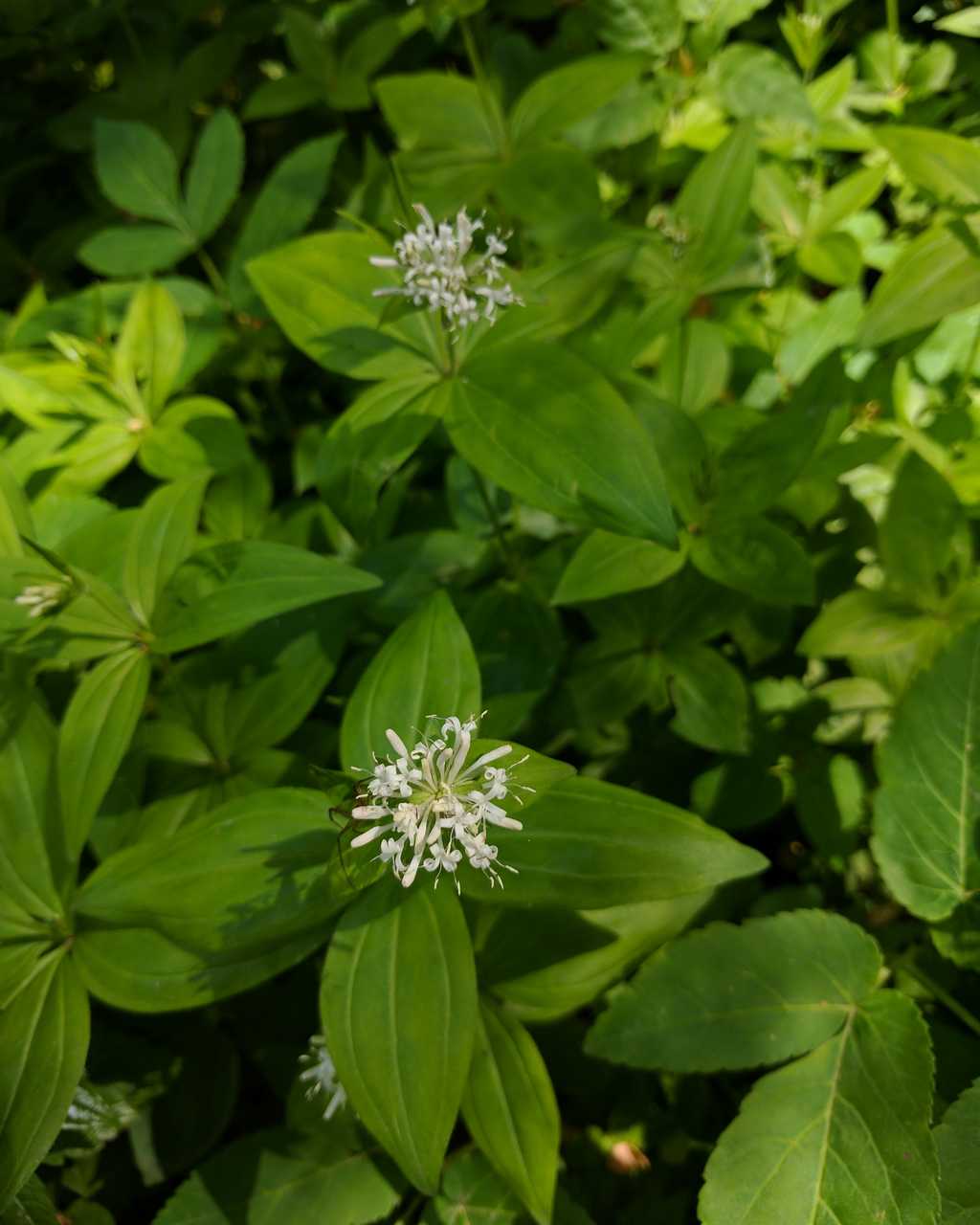 Asperula taurina / Stellina cruciata