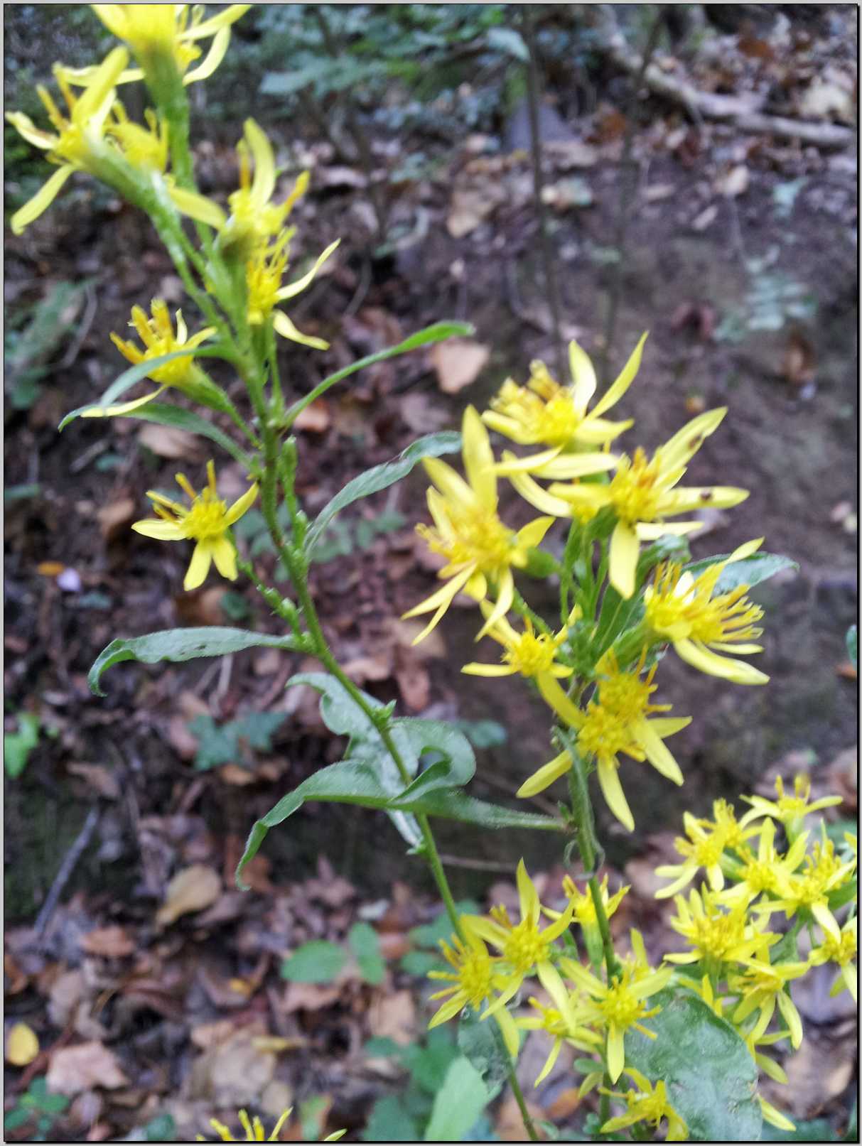 Aiuto identificazione - Solidago virgaurea