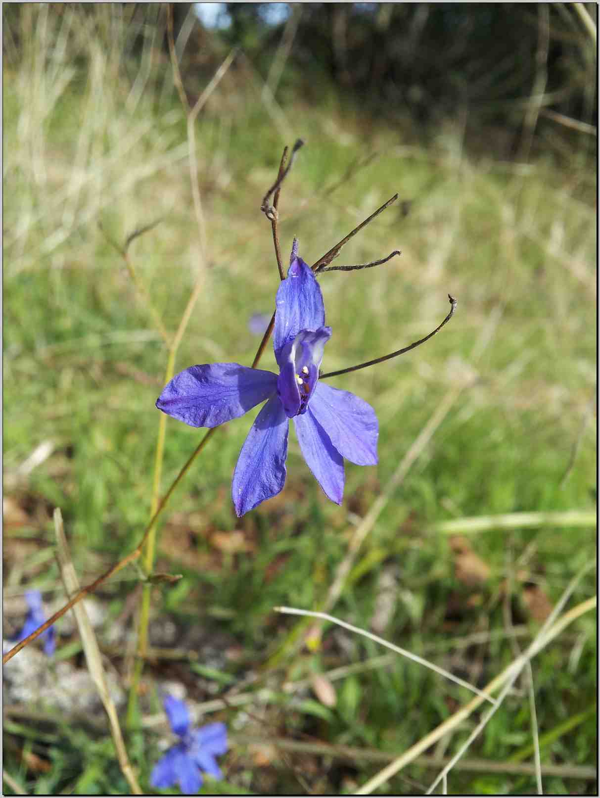 Delphinium consolida (=Consolida regalis)