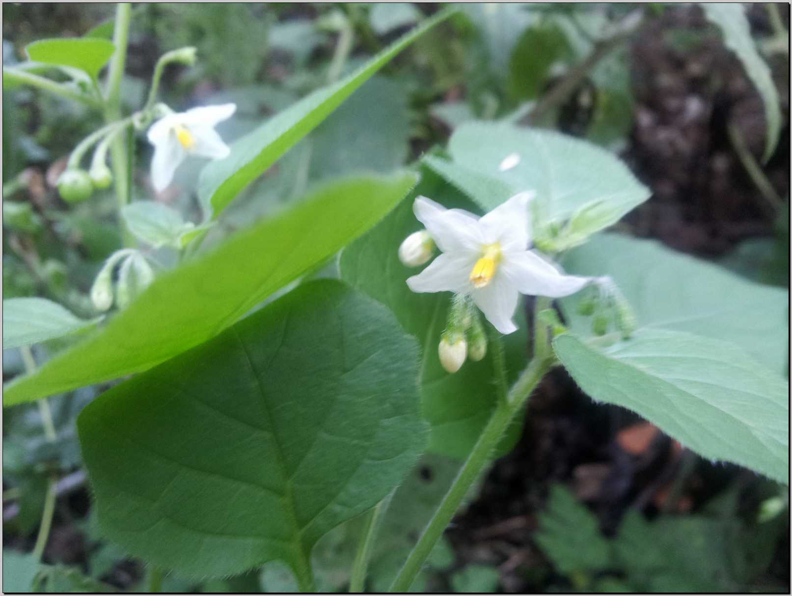 Solanum nigrum L.