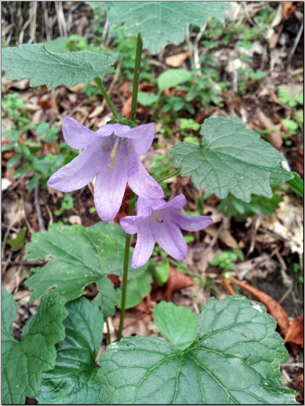 Campanula trachelium / Campanula selvatica
