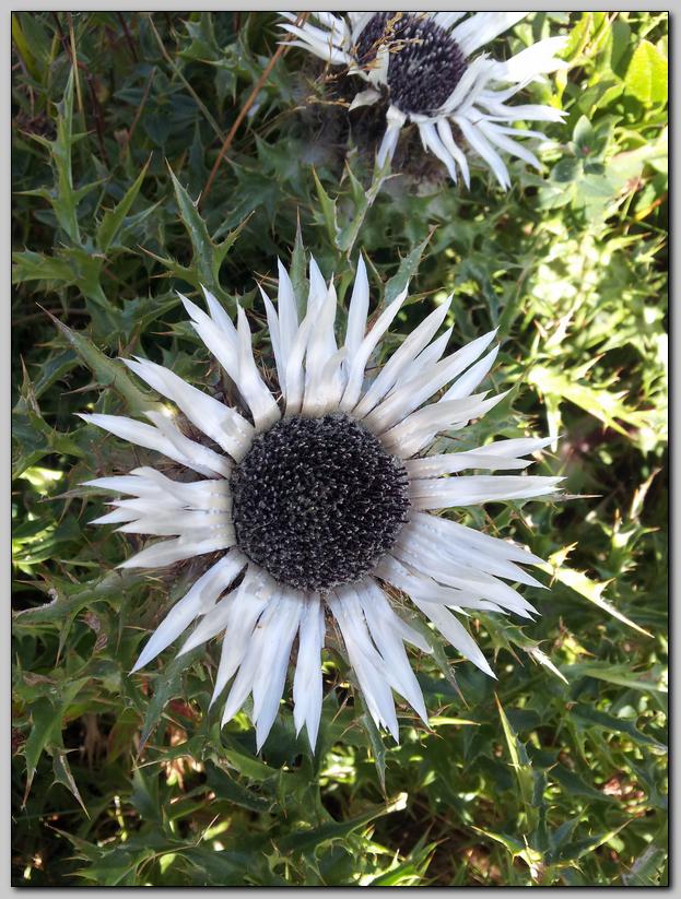 Carlina acaulis