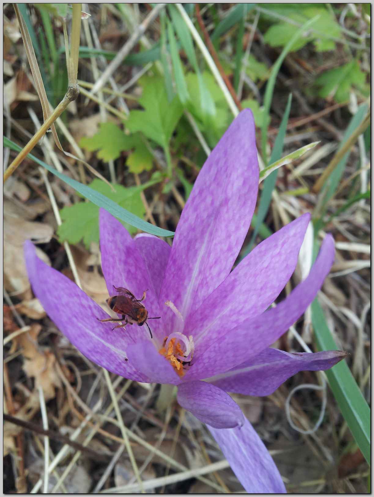 Colchicum lusitanum / Colchico portoghese