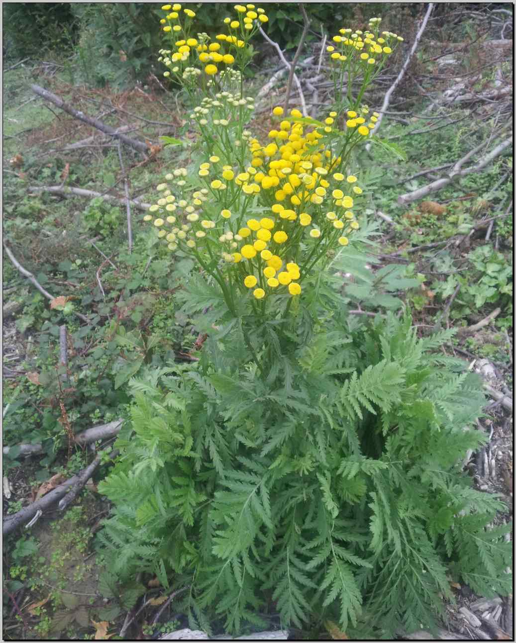 Tanacetum vulgare / Tanaceto