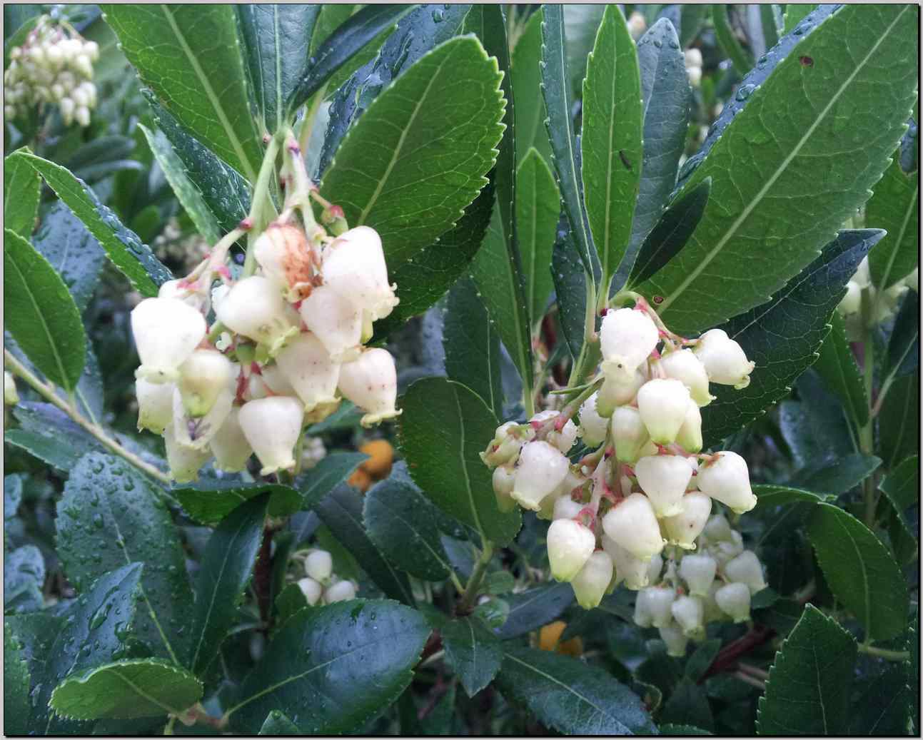 Arbutus unedo