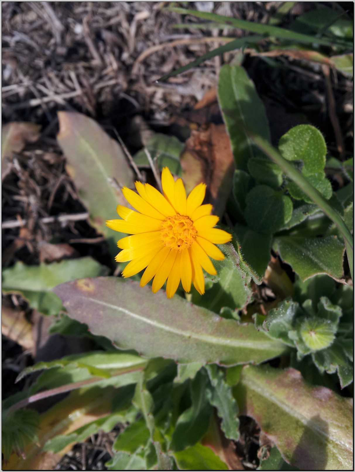 Sasso Marconi : Calendula arvensis