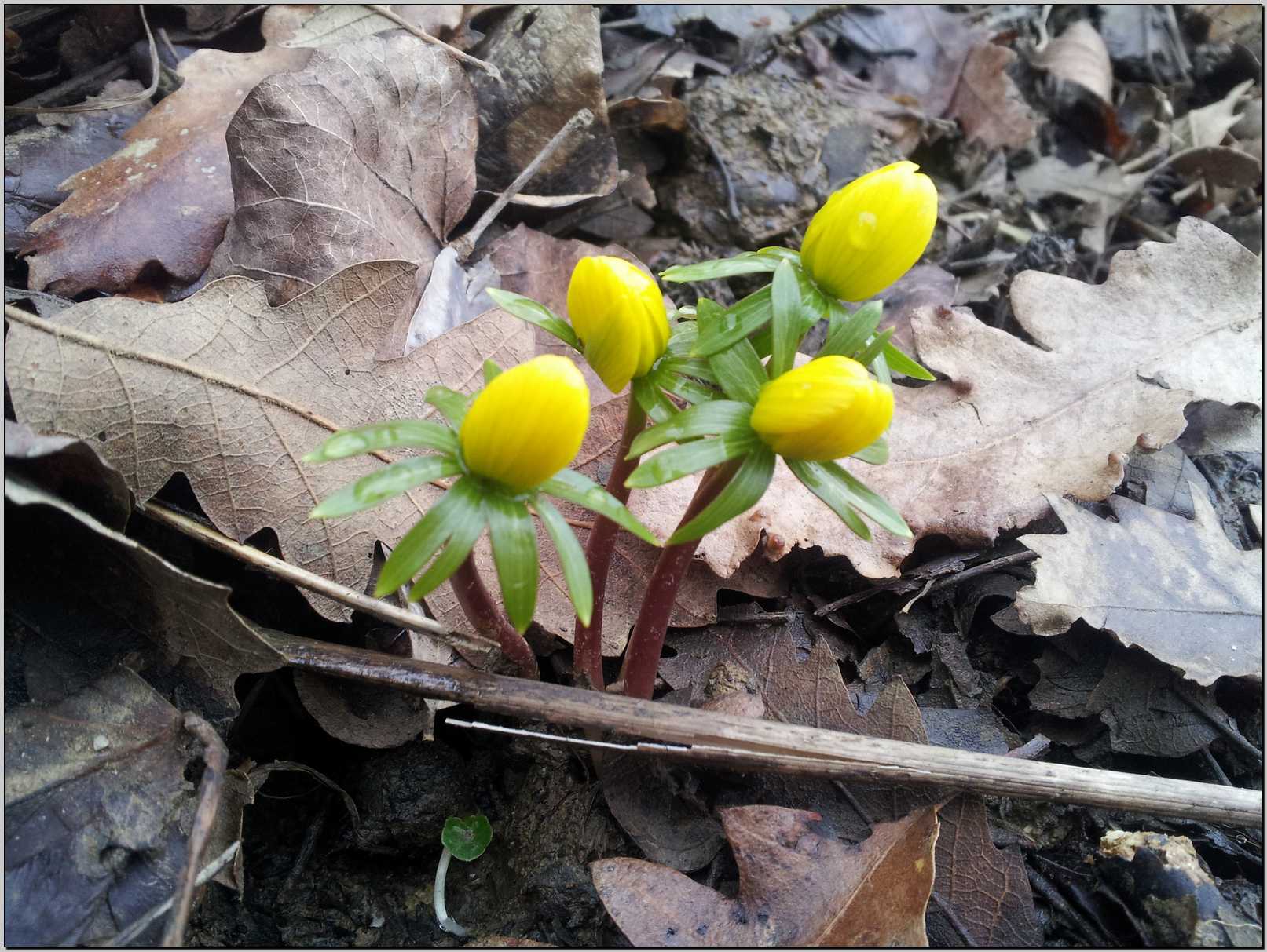 Sasso Marconi (BO) : Eranthis hyemalis