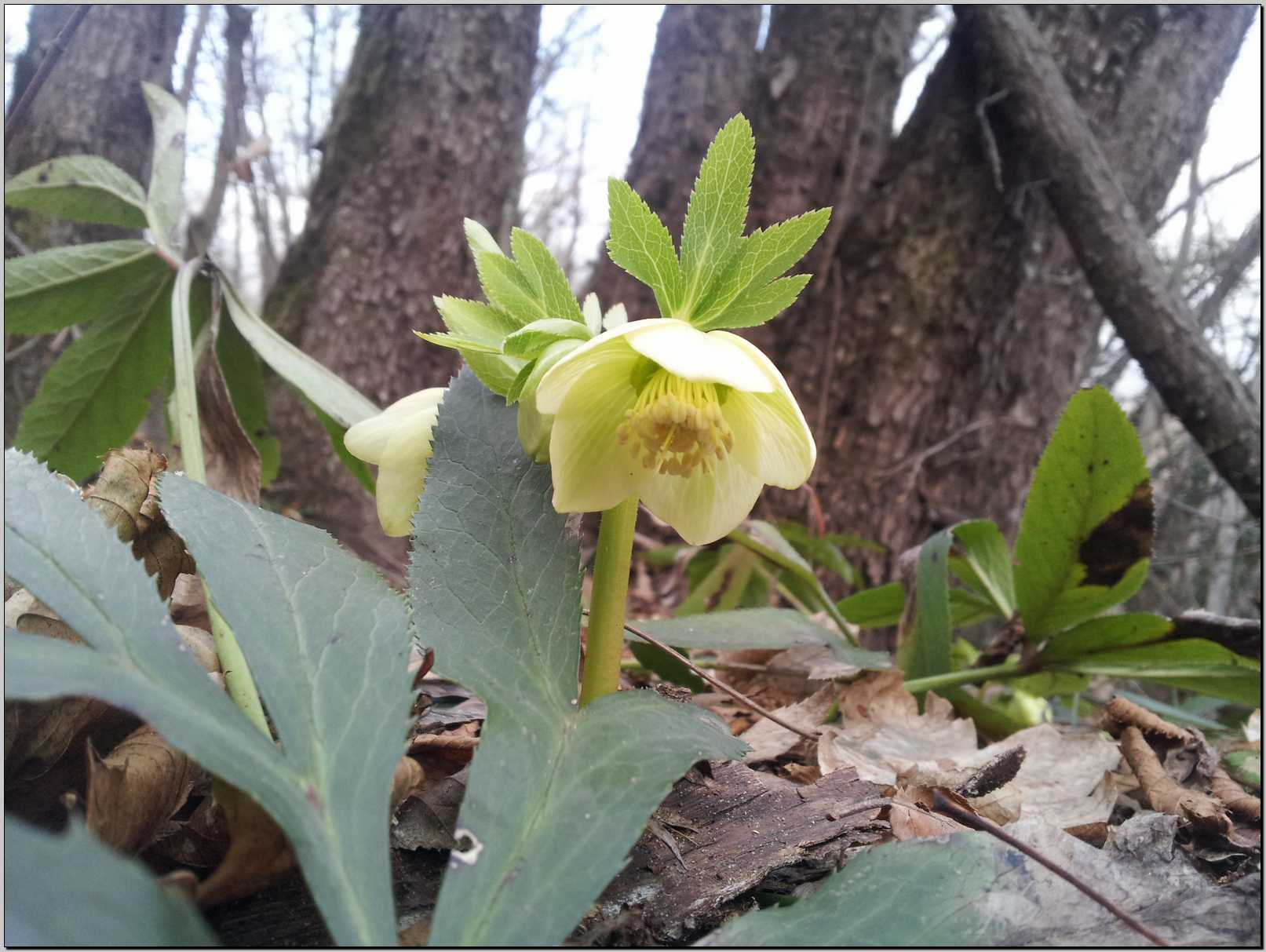 Helleborus viridis / Elleboro verde