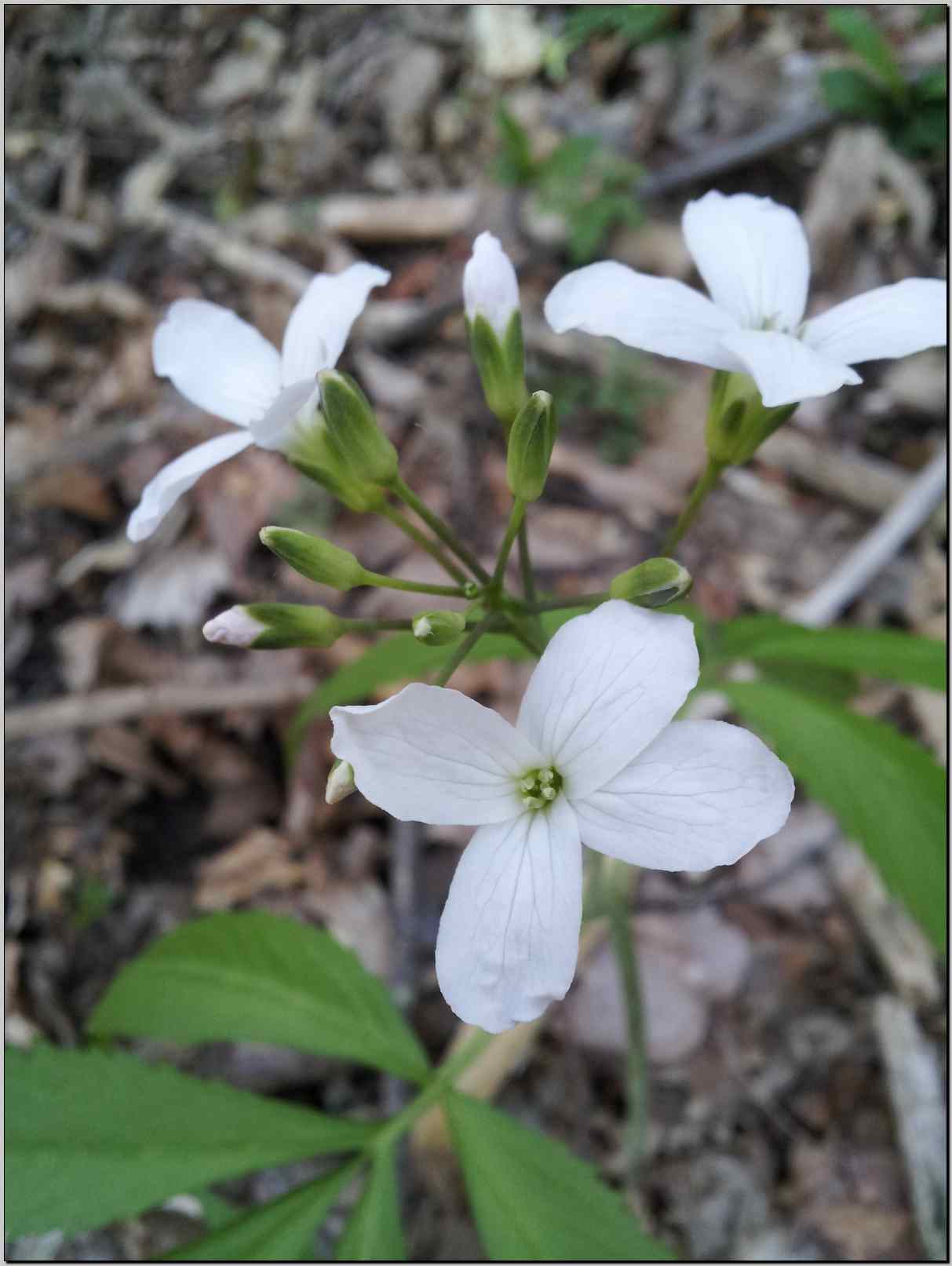 Cardamine heptaphylla