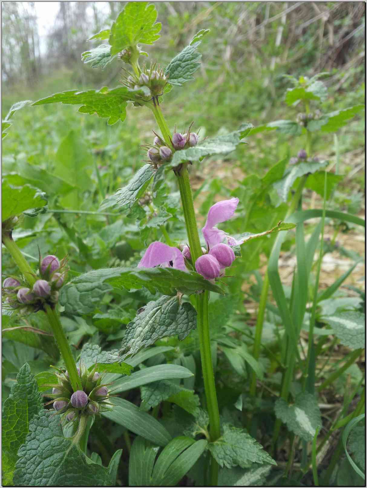 Lamium maculatum / falsa ortica macchiata