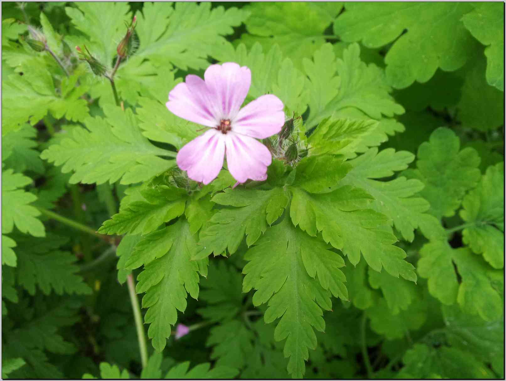 Geranium robertianum