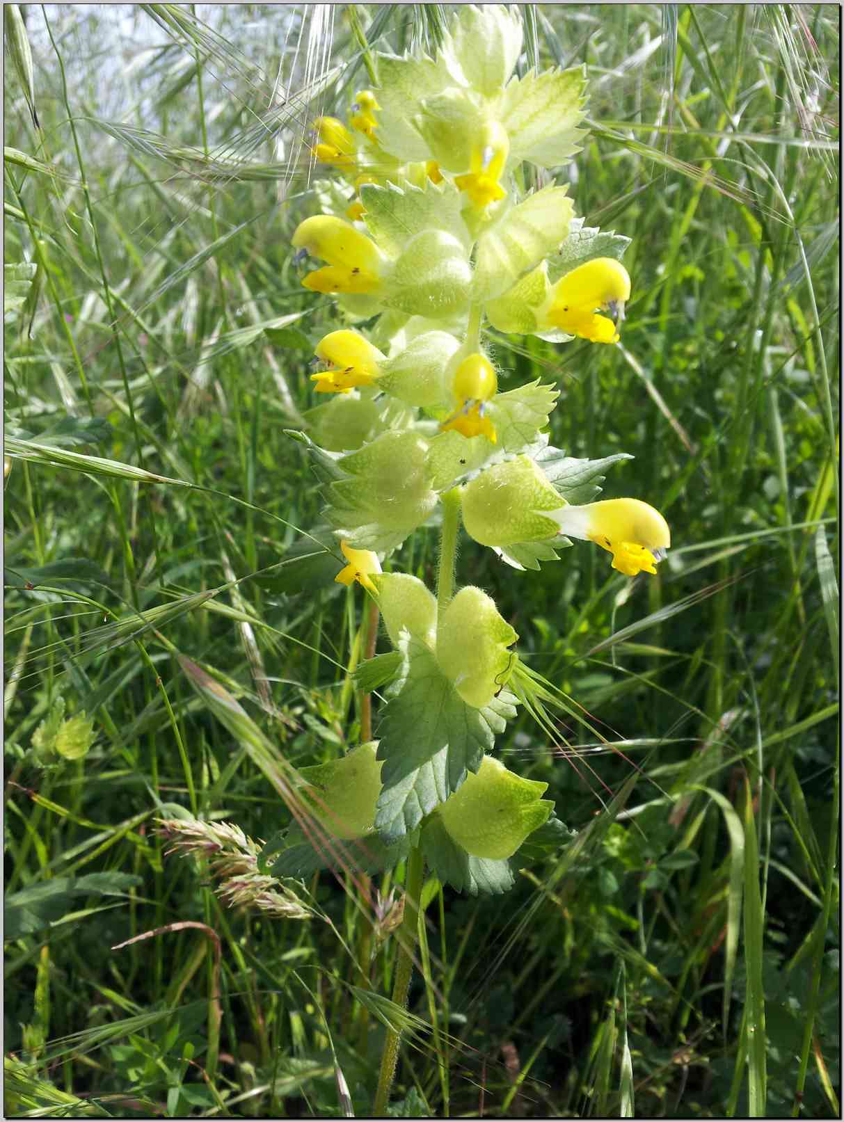 aiuto identificazione - Rhinanthus sp.