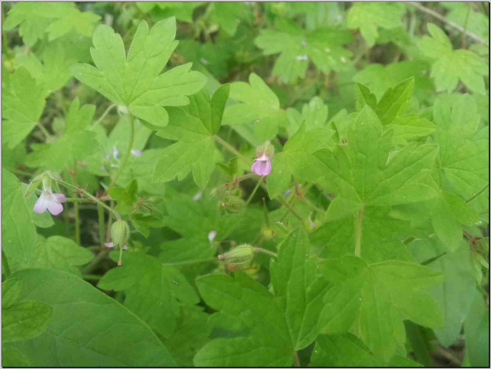 Geranium rotundifolium