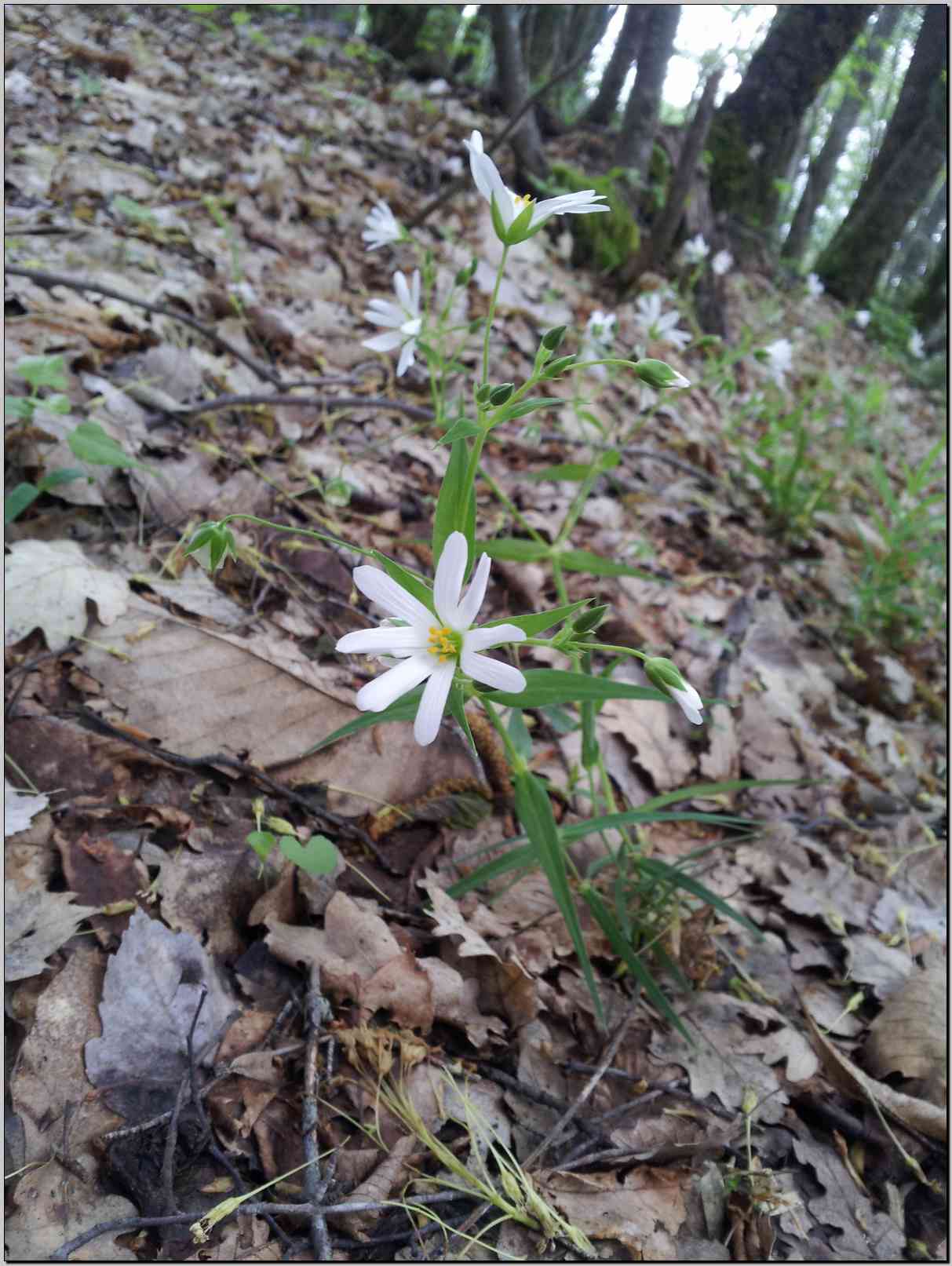 Rabelera holostea (=Stellaria holostea) / Centocchio garofanina