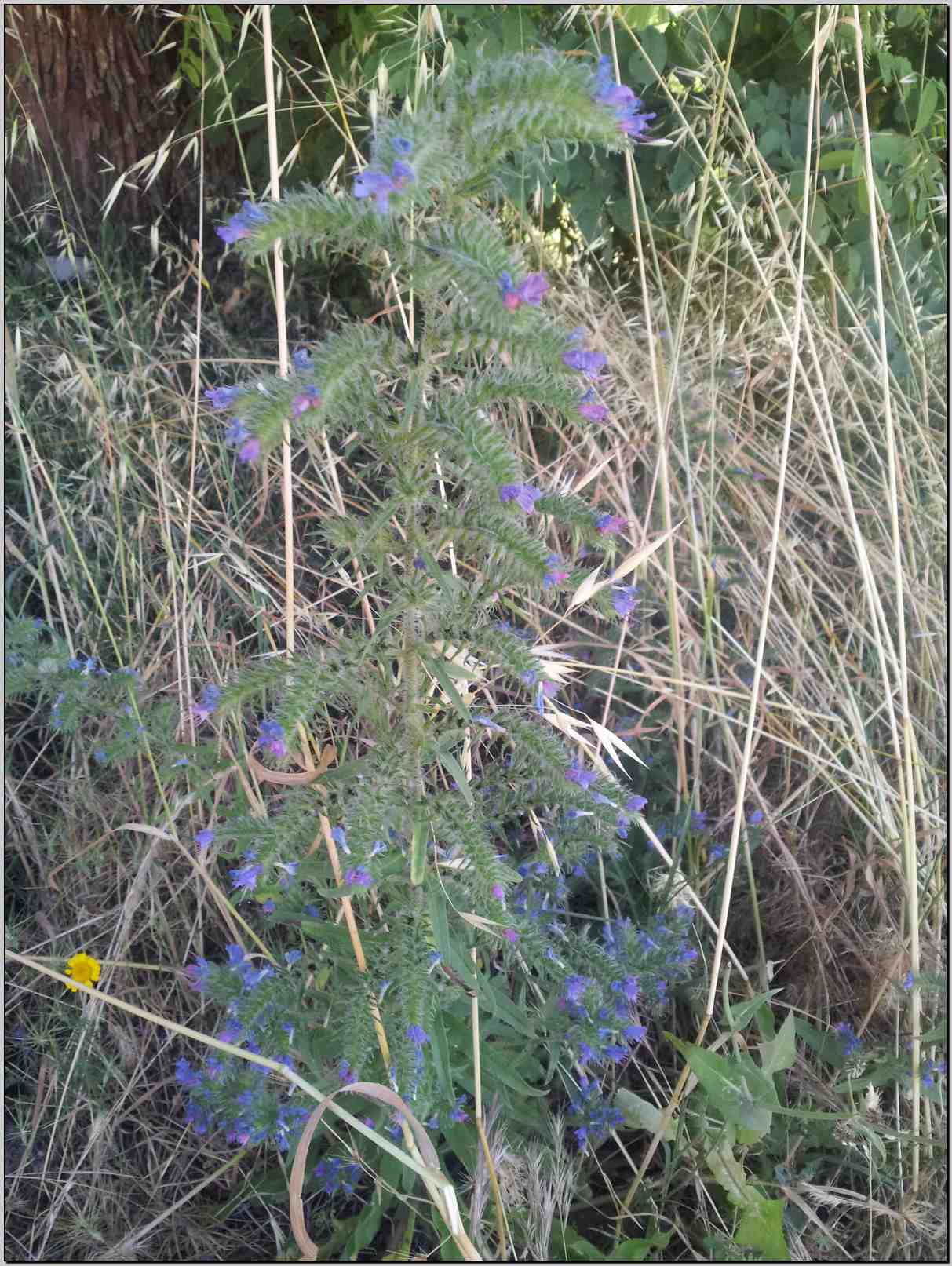 aiuto identificazione -  Echium sp.