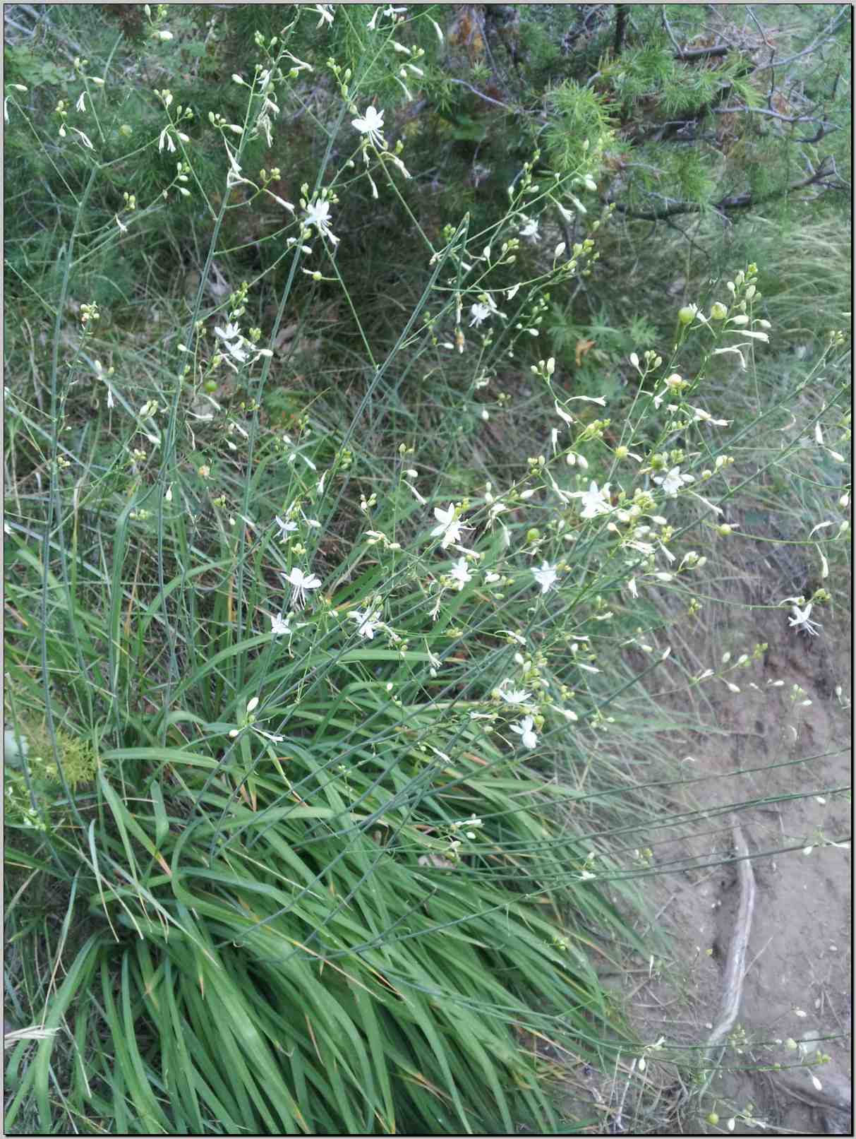Anthericum ramosum / Lilioasfodelo minore