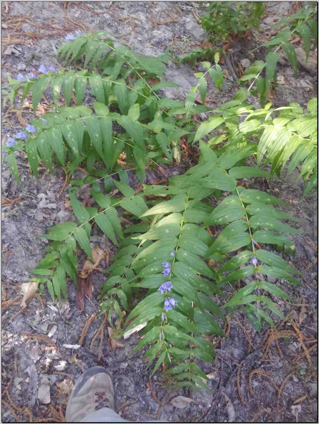 Gentiana asclepiadea