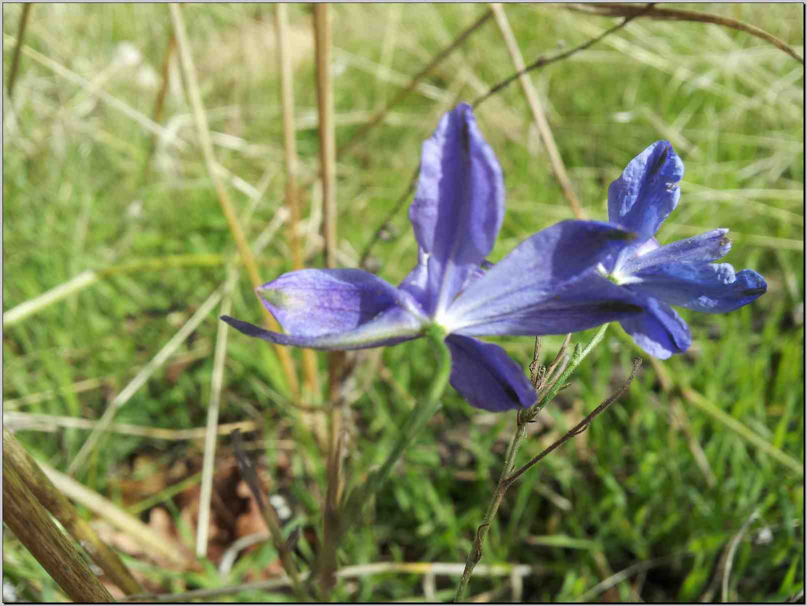 Delphinium consolida (=Consolida regalis)