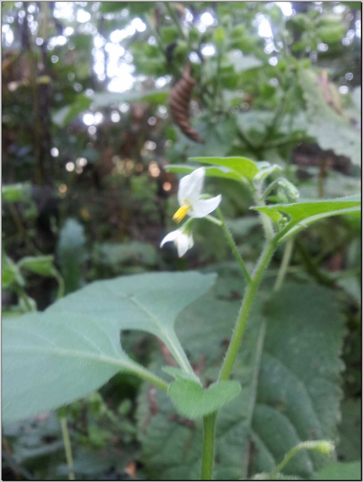 Solanum nigrum L.