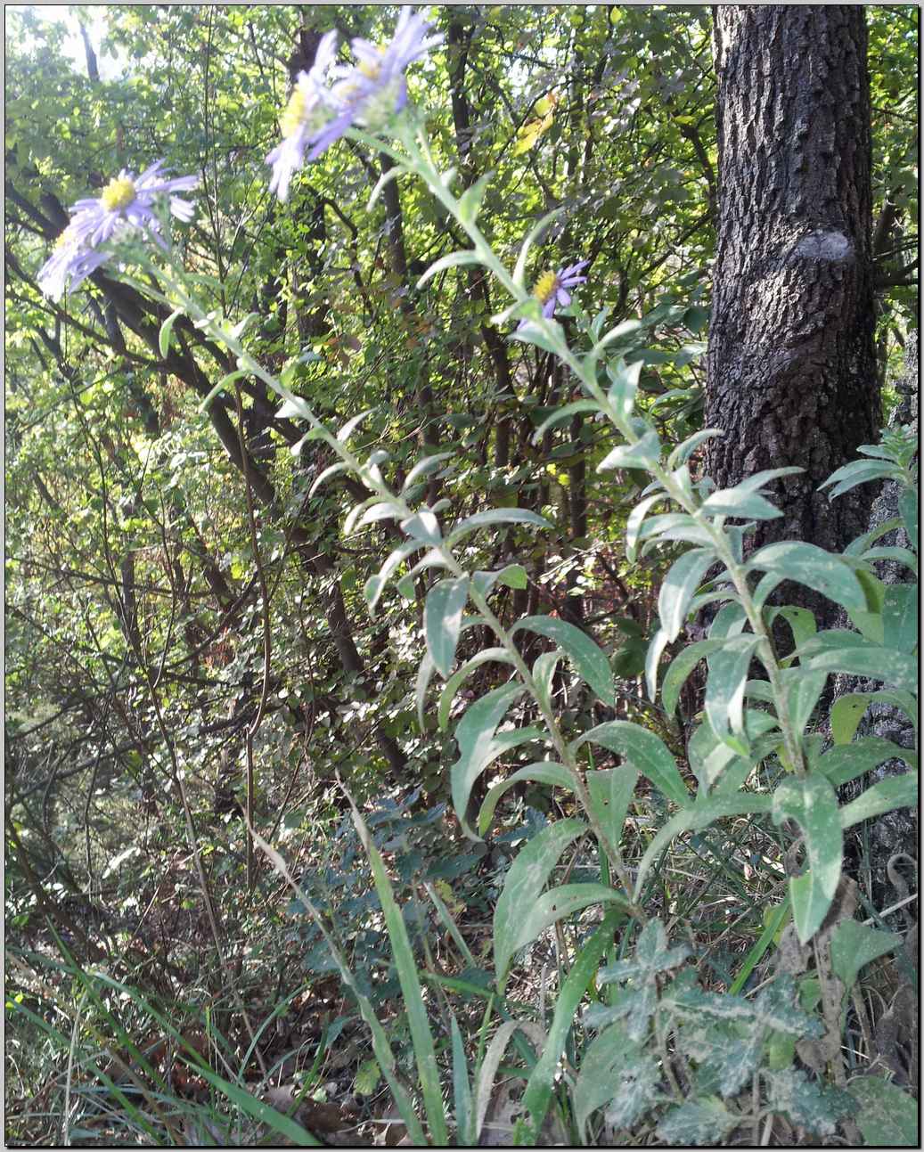 Aster amellus