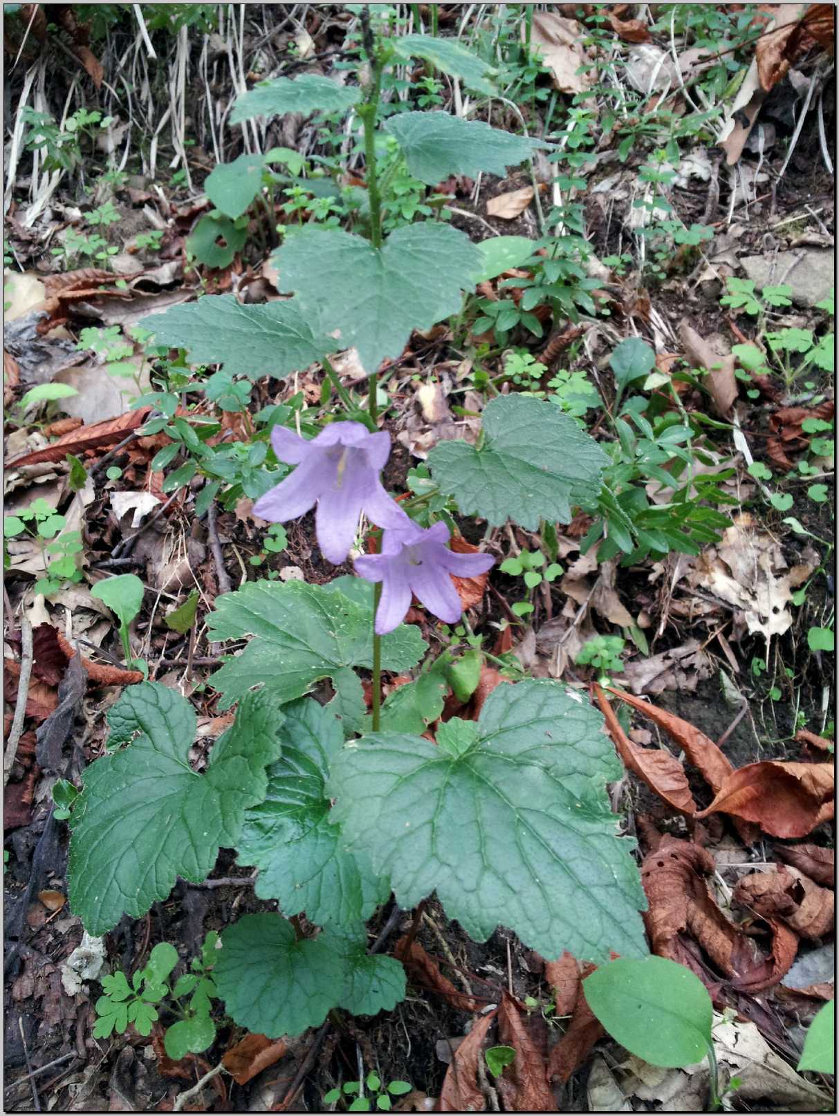 Campanula trachelium / Campanula selvatica
