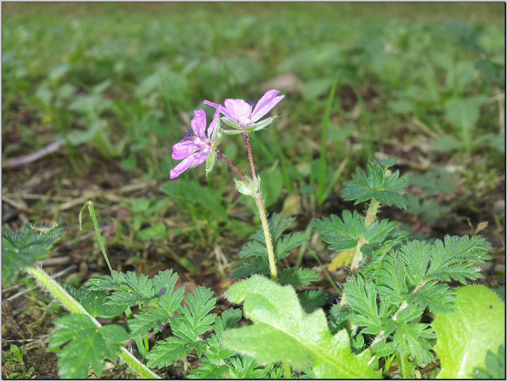 Erodium sp.