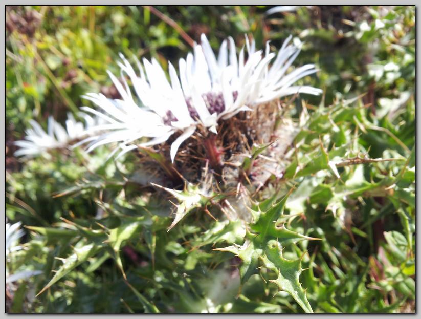 Carlina acaulis