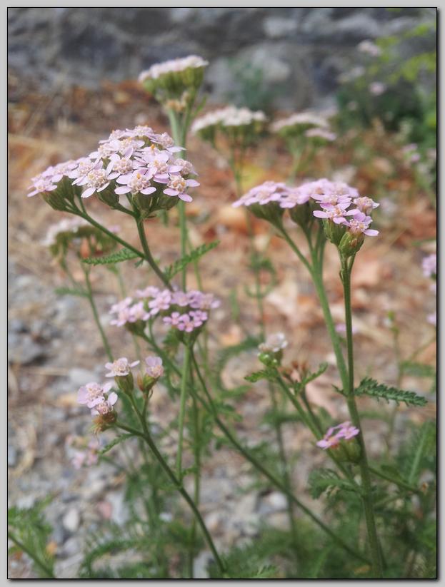 Aiuto identificazione - Achillea sp.