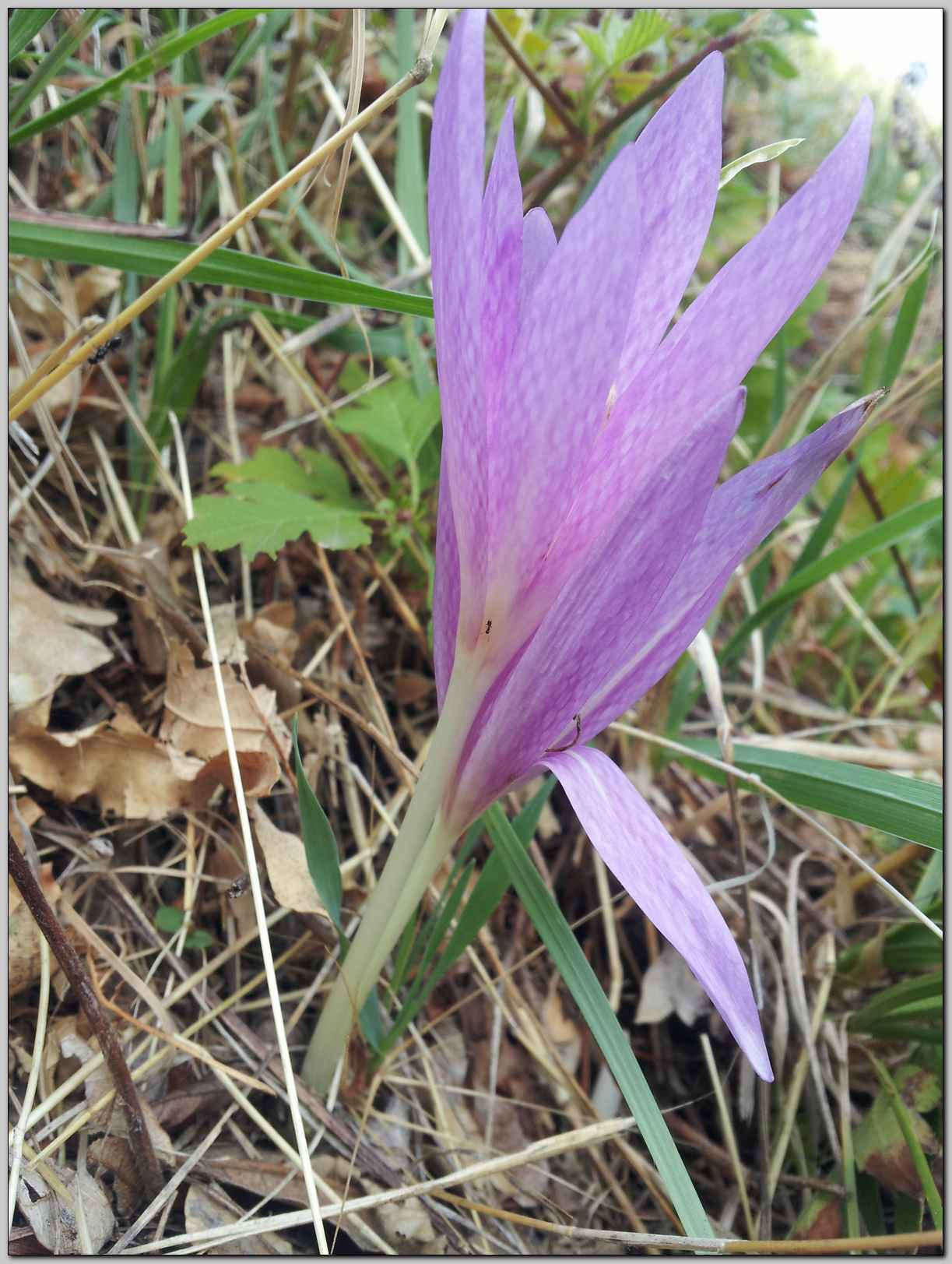 Colchicum lusitanum / Colchico portoghese