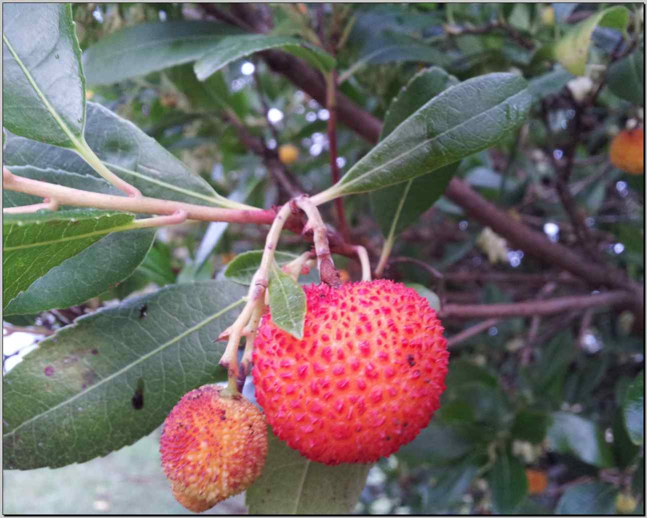 Arbutus unedo