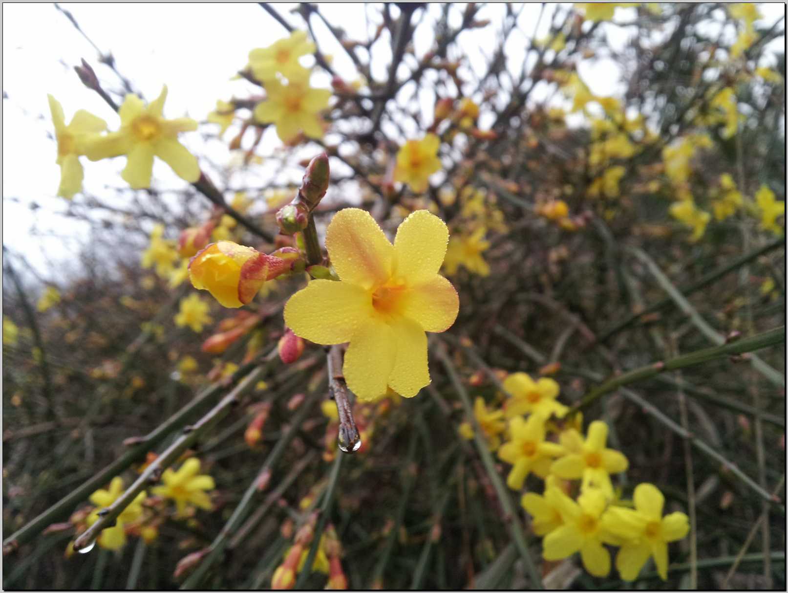 Jasminum nudiflorum