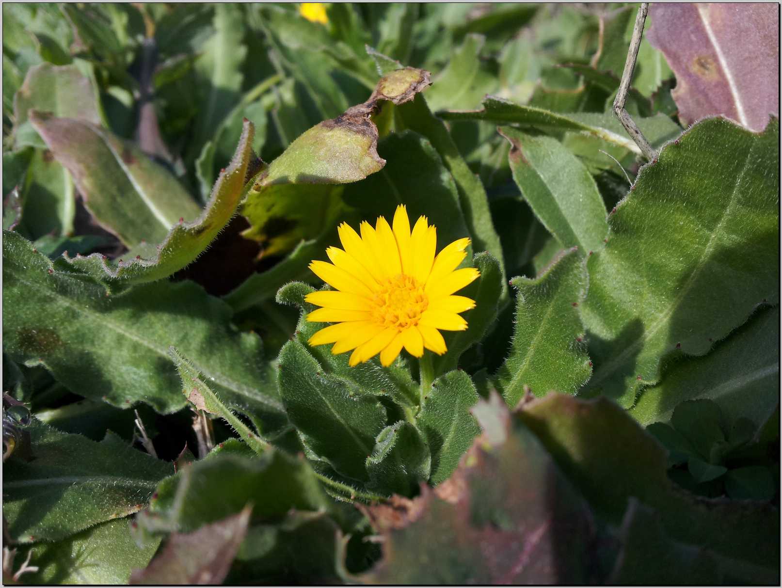 Sasso Marconi : Calendula arvensis