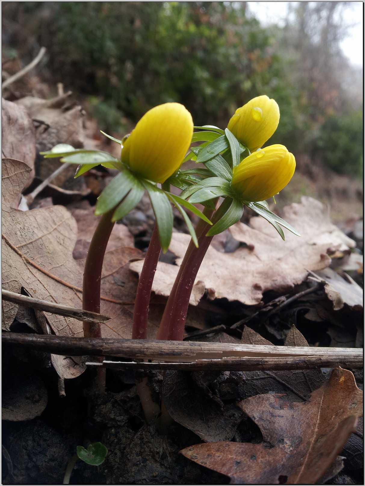 Sasso Marconi (BO) : Eranthis hyemalis