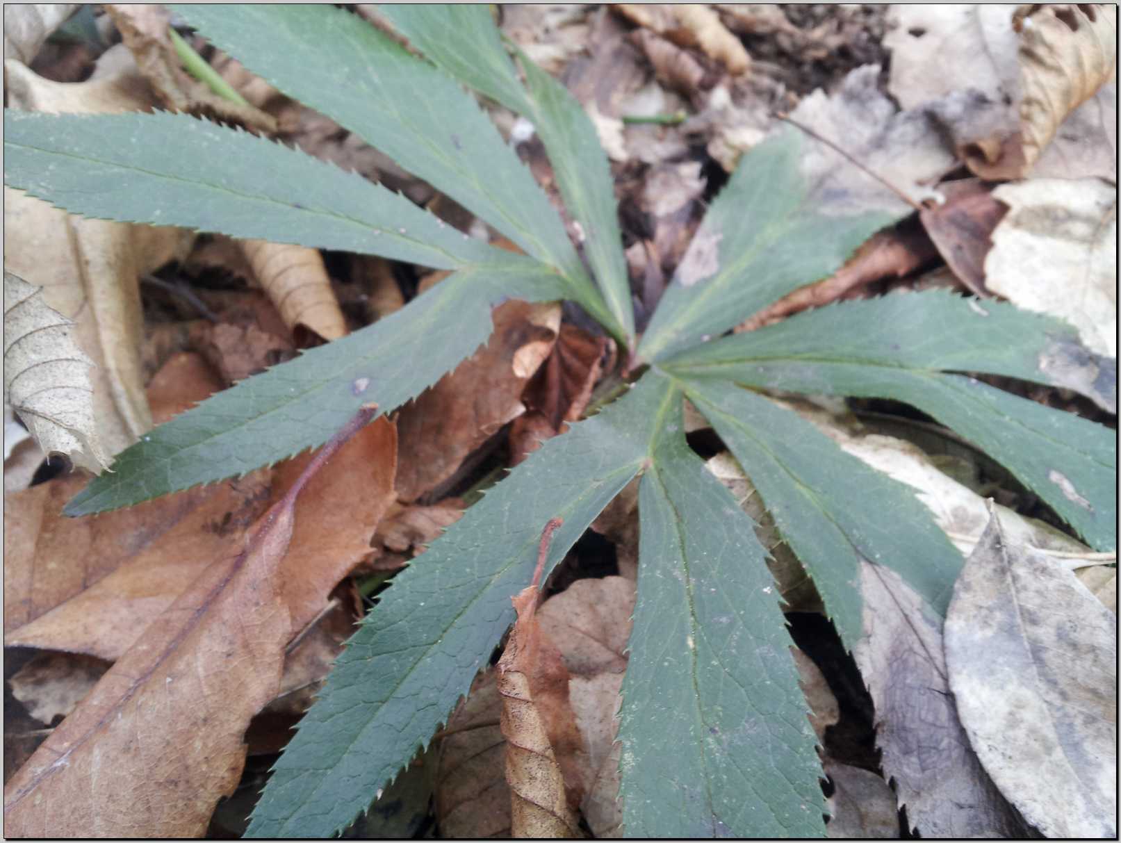 Helleborus viridis / Elleboro verde