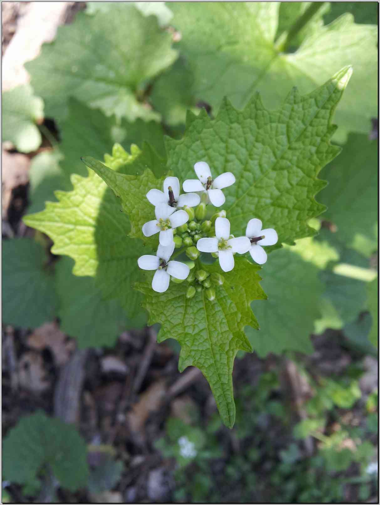 Alliaria petiolata