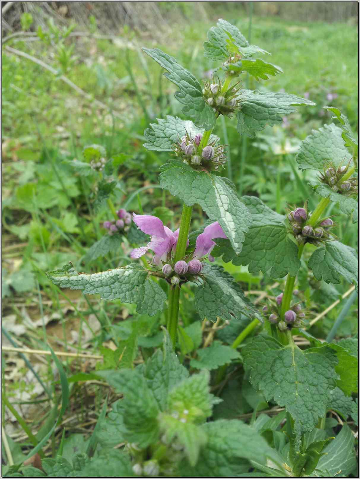 Lamium maculatum / falsa ortica macchiata