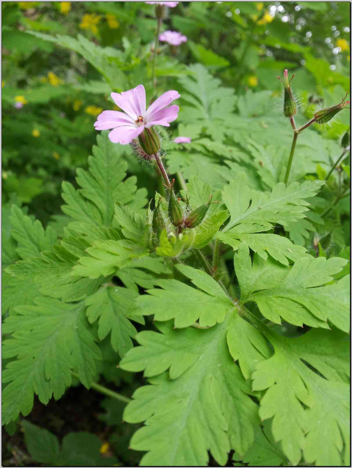 Geranium robertianum