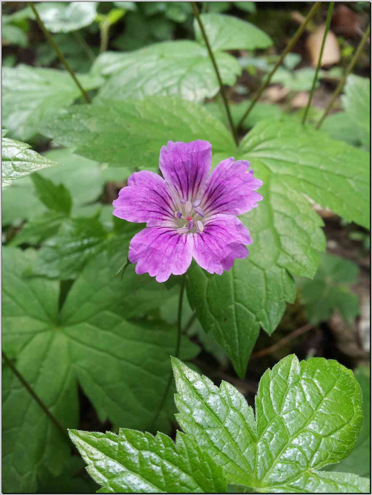 Geranium nodosum / Geranio nodoso